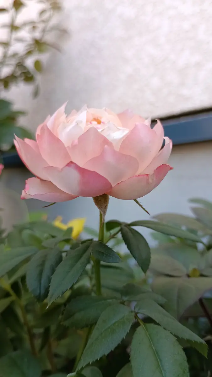 この薔薇の名前が知りたいです。わかる方がいらっしゃったら