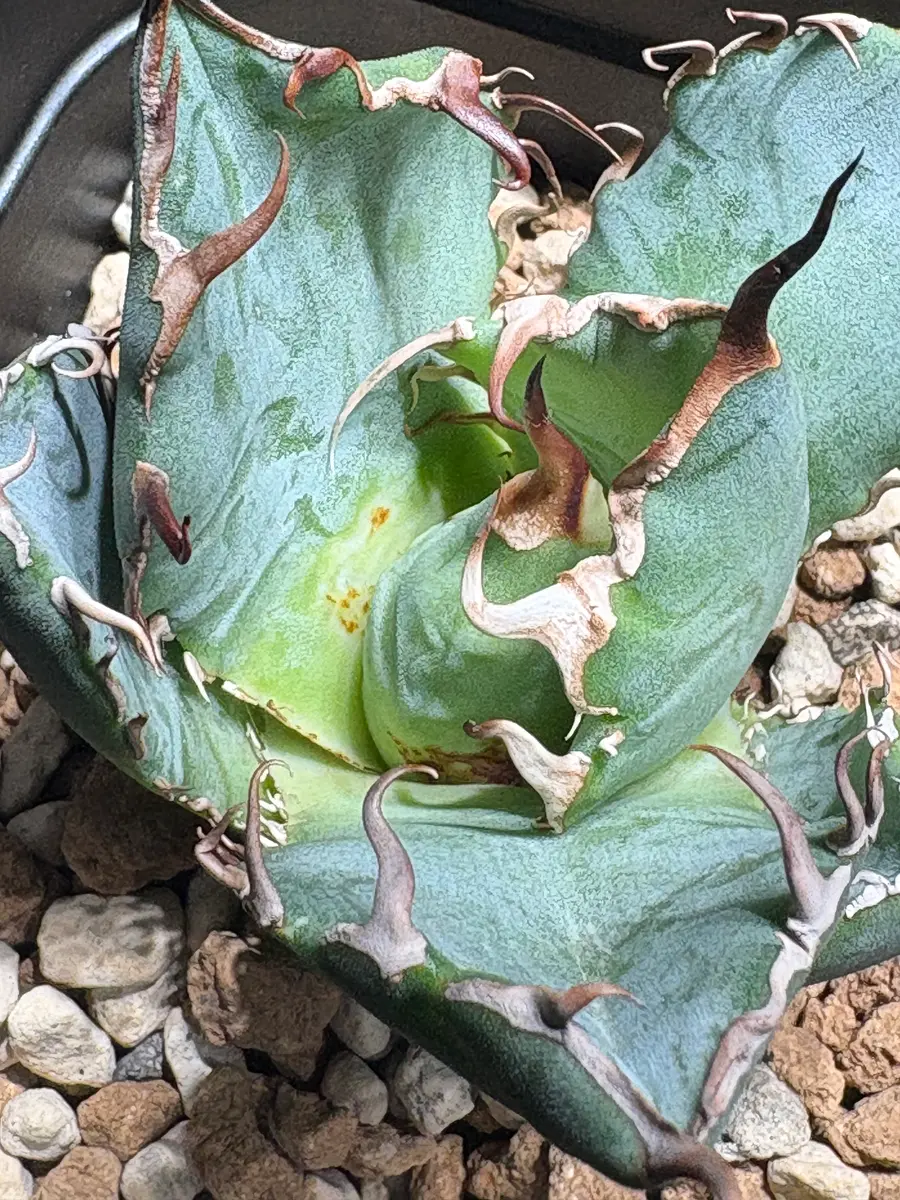 1ヶ月程前にネットショップでアガベの子株を購入しました。台｜園芸