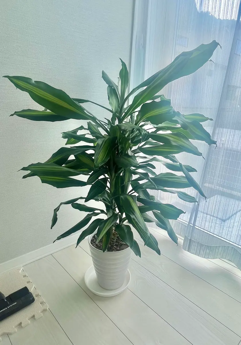 昨年の11月に頂いたドラセナについてです。今年の6月ごろまで｜園芸