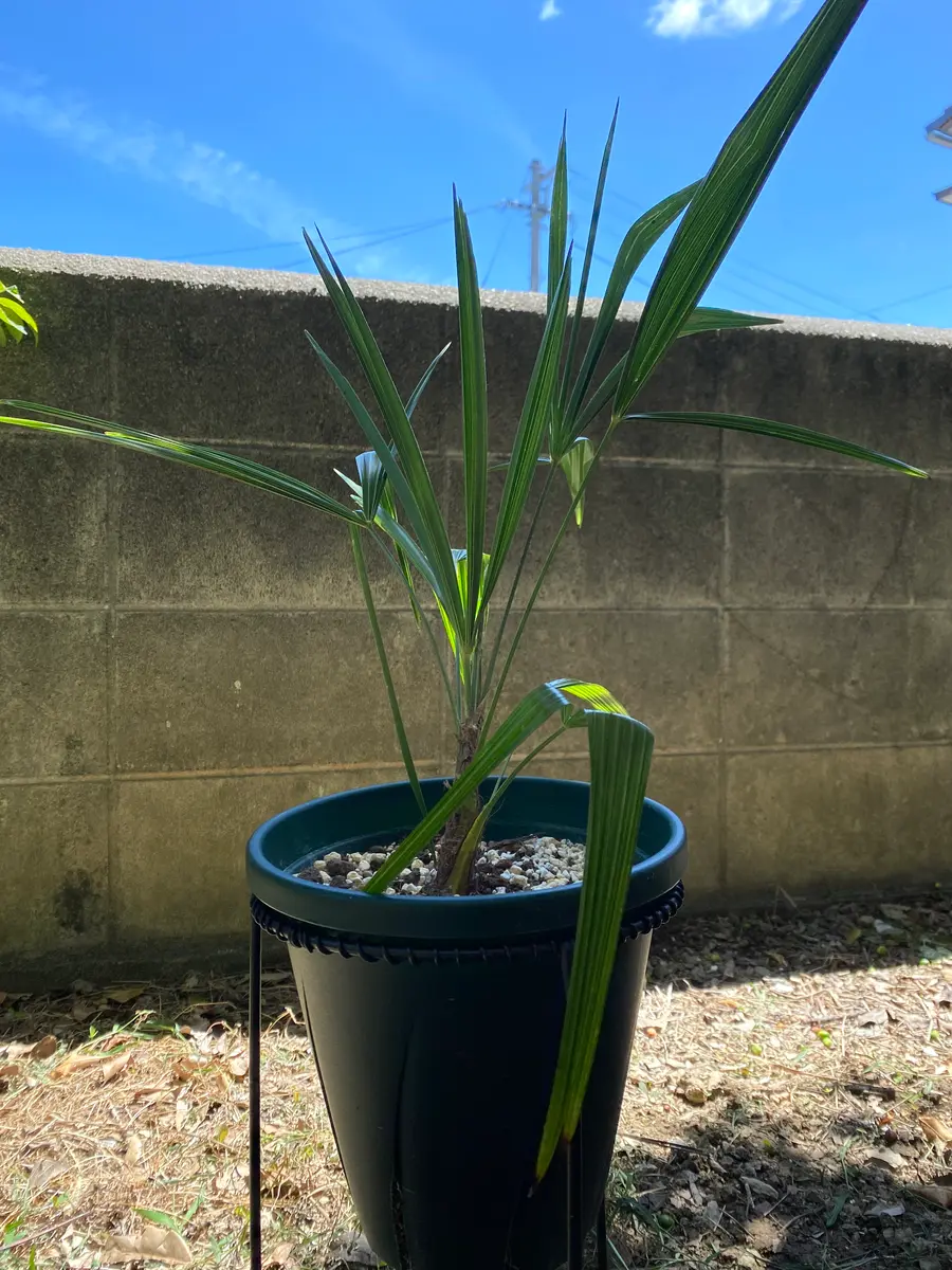 シュロ（棕櫚）鉢植え シュロチク 棕櫚竹 10号 法人・お店宛送料無料 観葉植物 10号鉢 大鉢