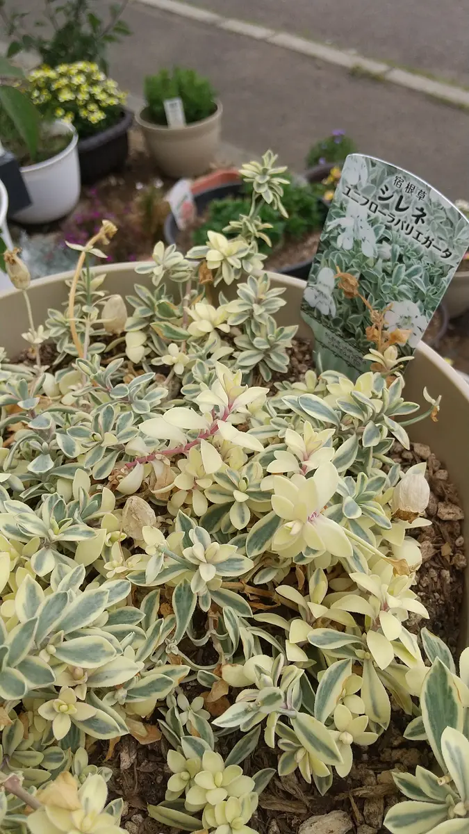 5月の末に買ってきた頃から色はこのような感じです。根元も茶｜園芸