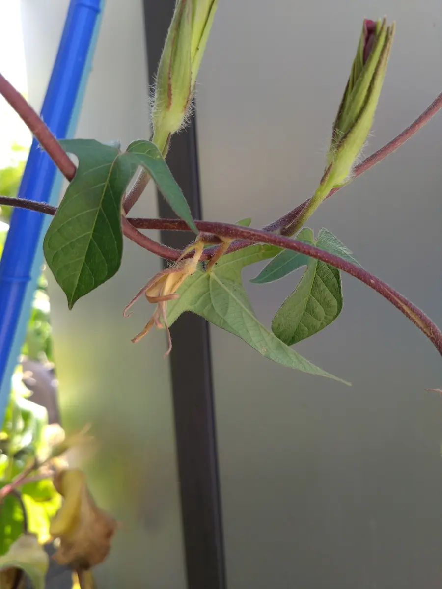 朝顔 の 種 取り 方