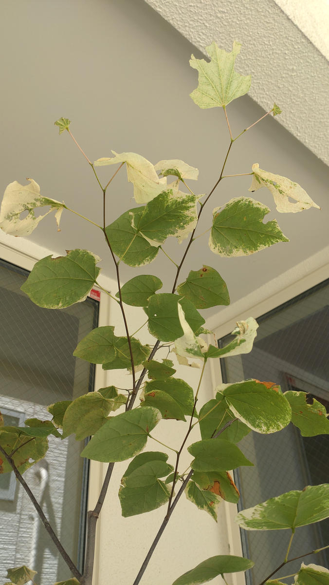 アメリカハナズオウシルバークラウドを6月に植木屋さんで購入 