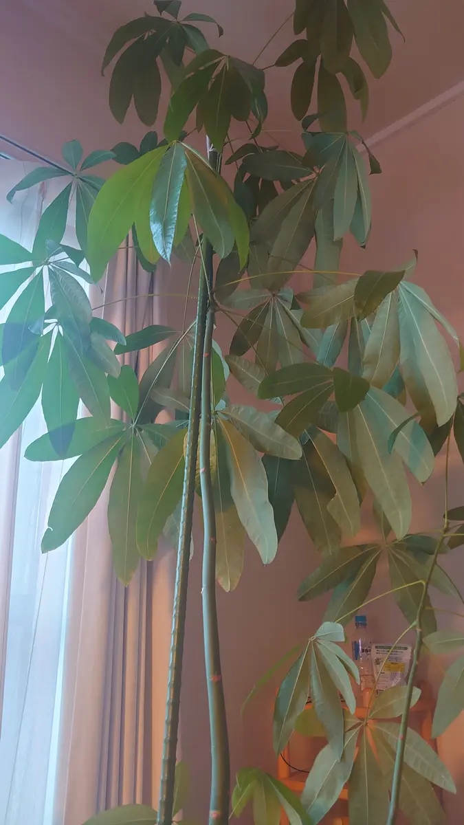 パキラについて相談です。もともと4本編込みだったのですが、｜園芸