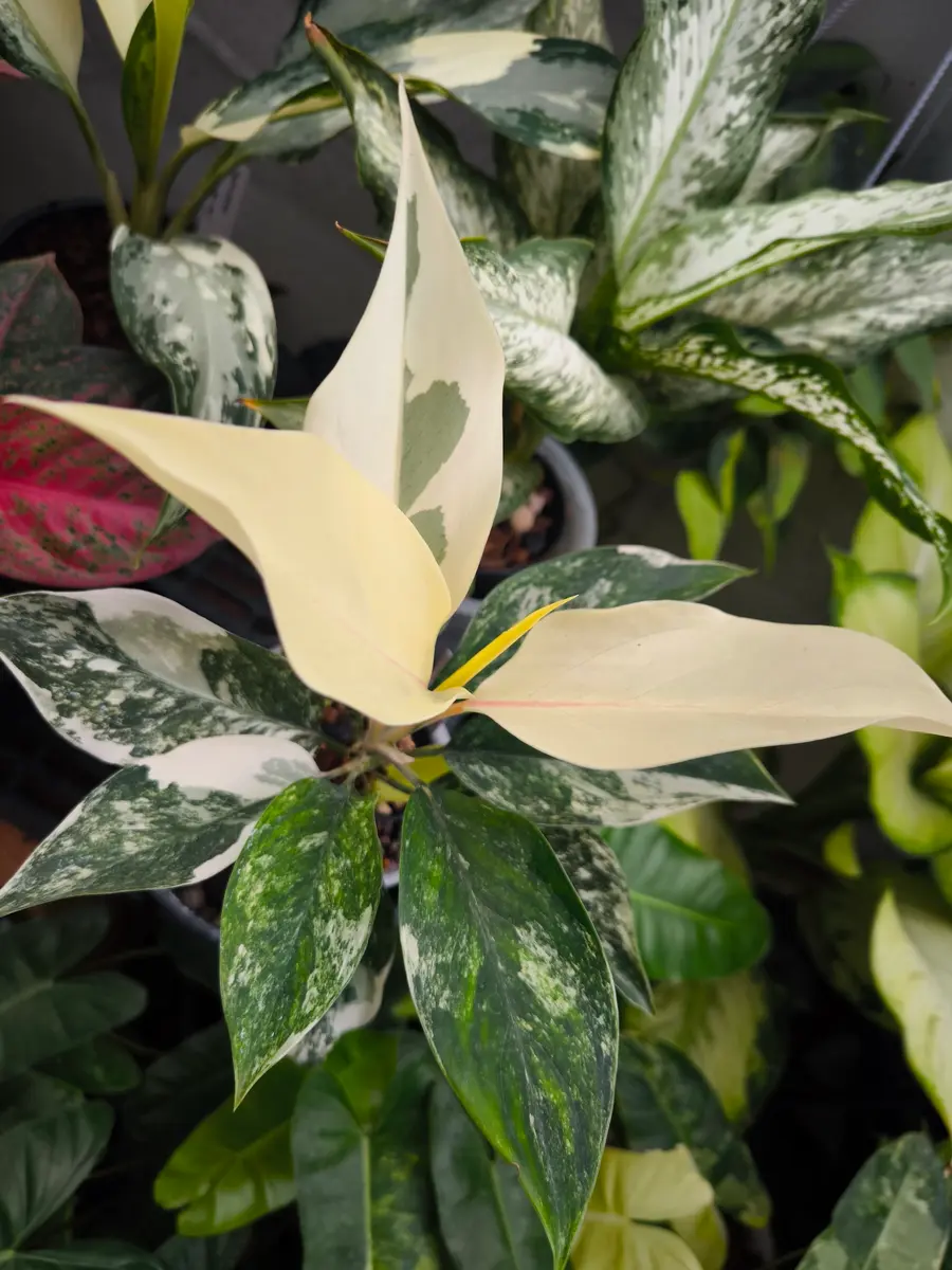 アグラオネマサイアムジェードについて質問させて下さい。斑｜園芸