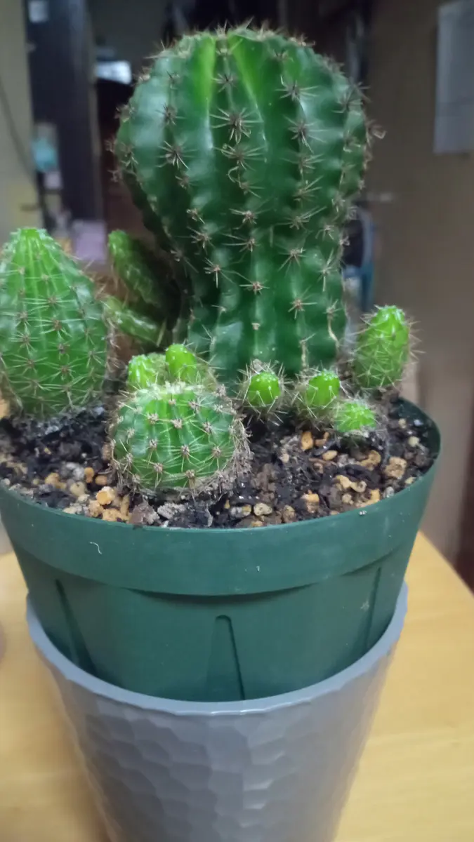 サボテンの名前を教えてください｜園芸相談Q＆A｜みんなの趣味の園芸