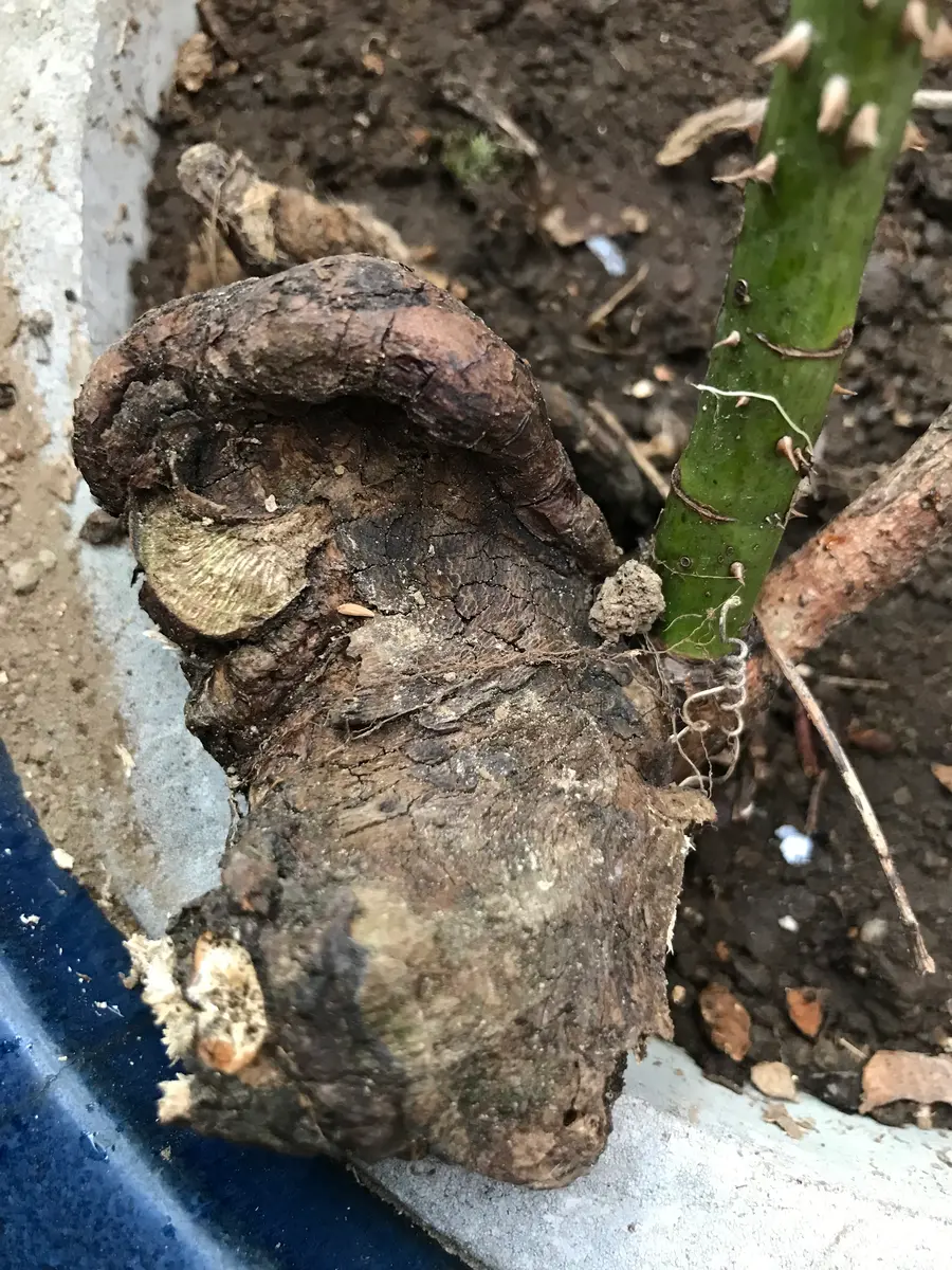 ✨️薔薇🌹初心者です。教えて頂けますでしょうか？✨️昨日、病