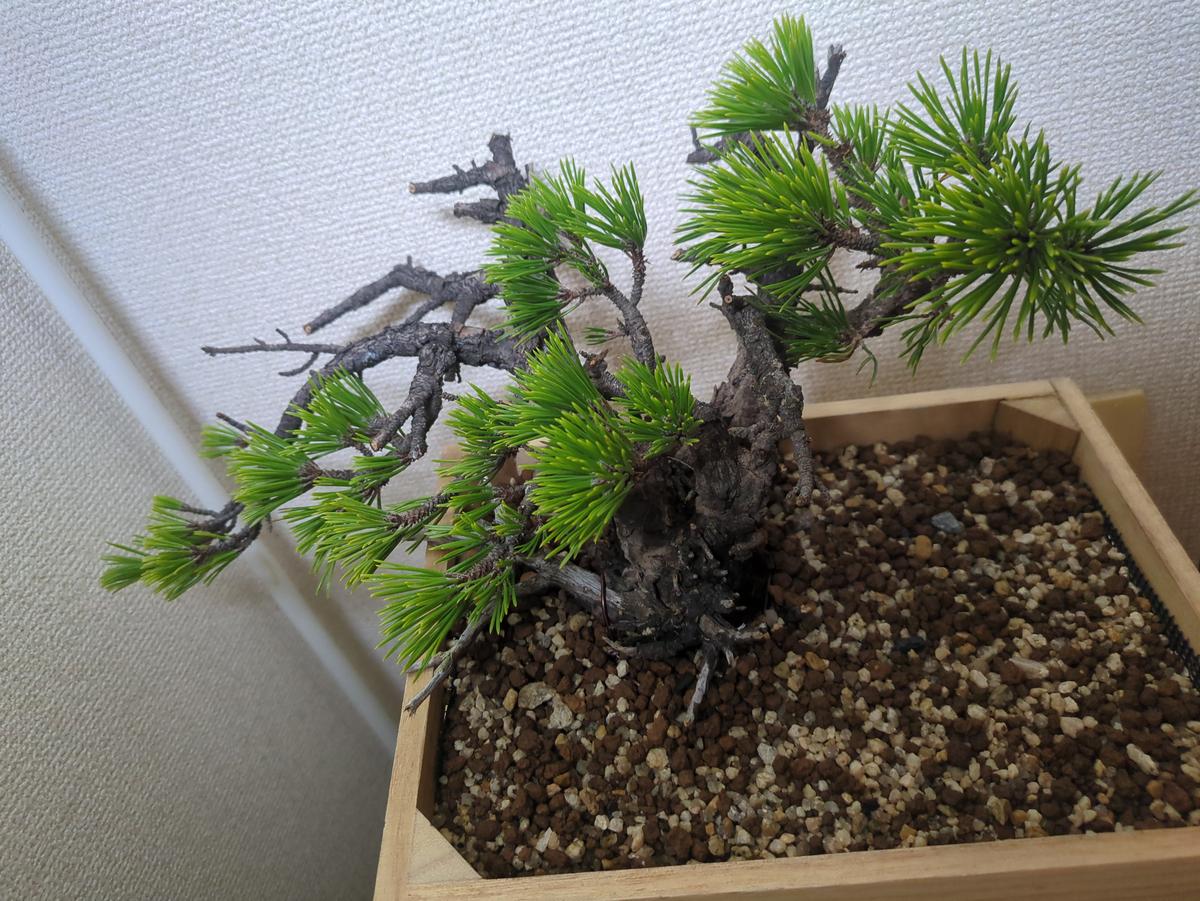 2週間ほど前に、盆栽に仕立てるために高さ幅いずれも40cmほどの 