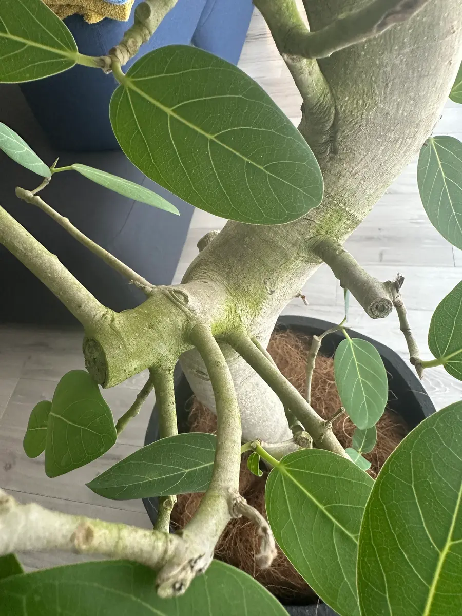 フィカスベンガレンシスを2週間前に購入しました、木が緑色にな