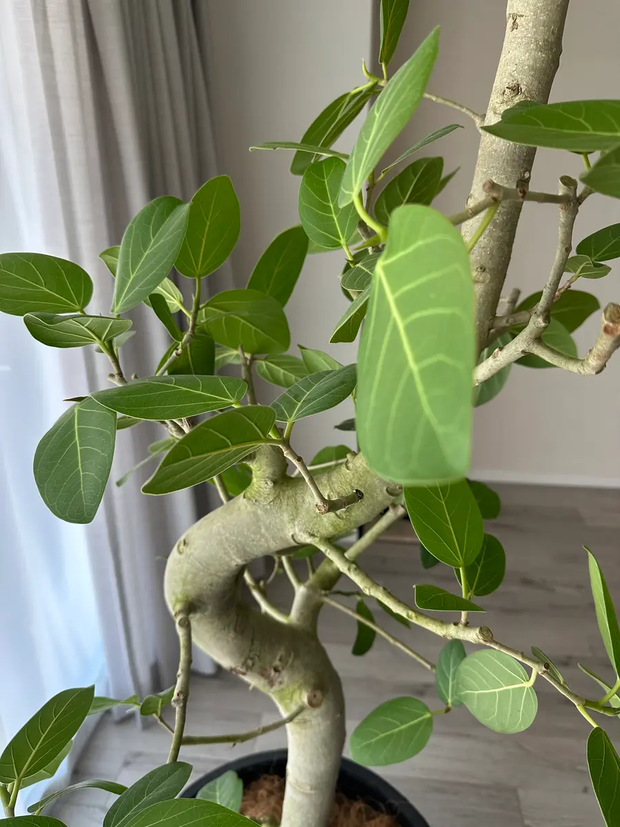 フィカスベンガレンシスを2週間前に購入しました、木が緑色にな