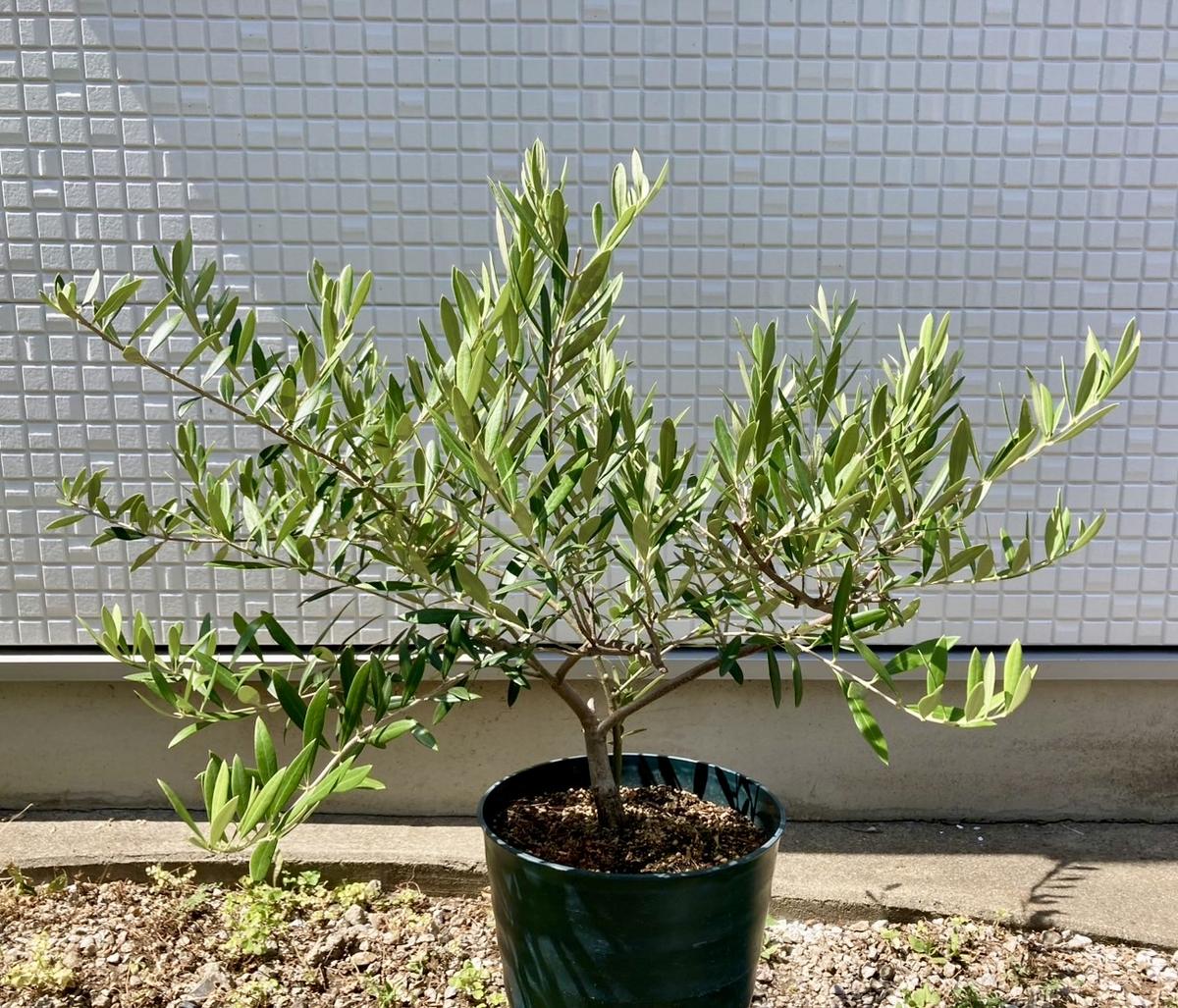 オリーブについてお伺いしたいです。よろしくお願いします。...｜園芸 