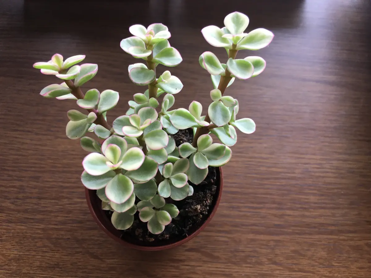 多肉植物の植替えについてご教示をお願いします。今は時期的に 多肉植物の植替えについてご教示をお願いします。今は時期的に