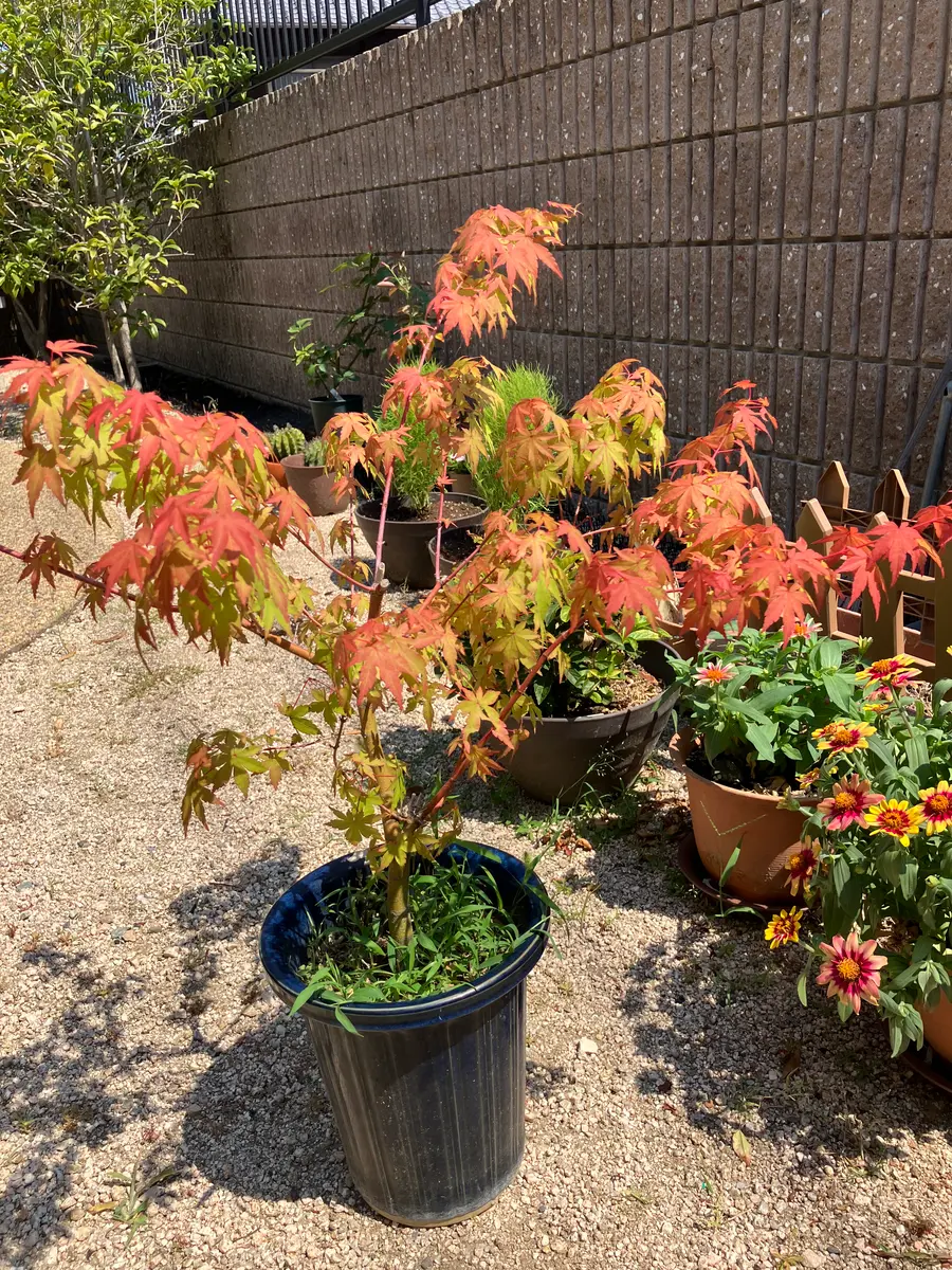 もみじの鉢植え　秋に紅葉します 鉢植えのもみじが赤くなっています。これはこれでとても綺麗な