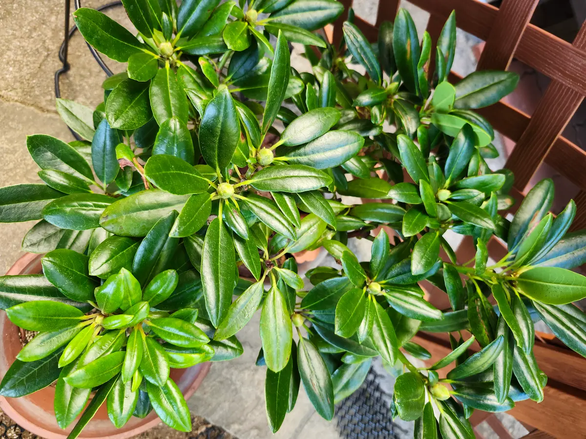 昨年開花した状態で購入したシャクナゲについて教えてください