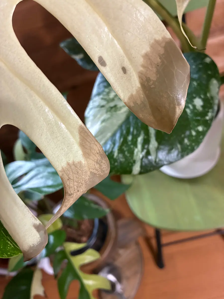 モンステラ タイコンステレーション 2.5号鉢 39鉢おまとめセット