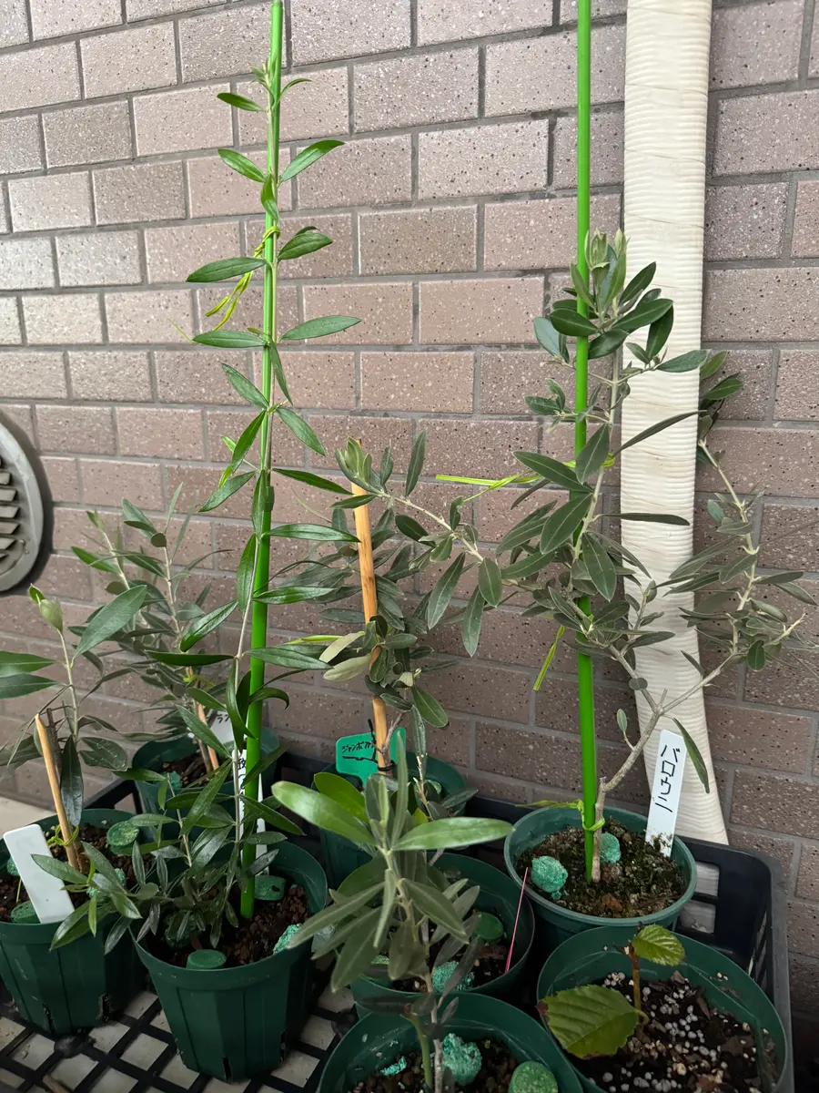 オリーブってどのくらいのサイズから剪定を始めたら良いのでし