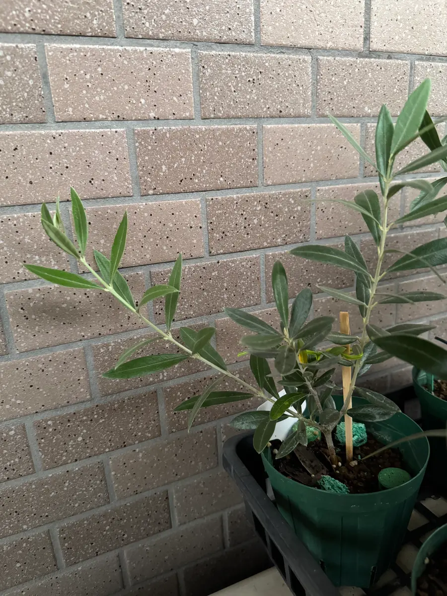 オリーブってどのくらいのサイズから剪定を始めたら良いのでし