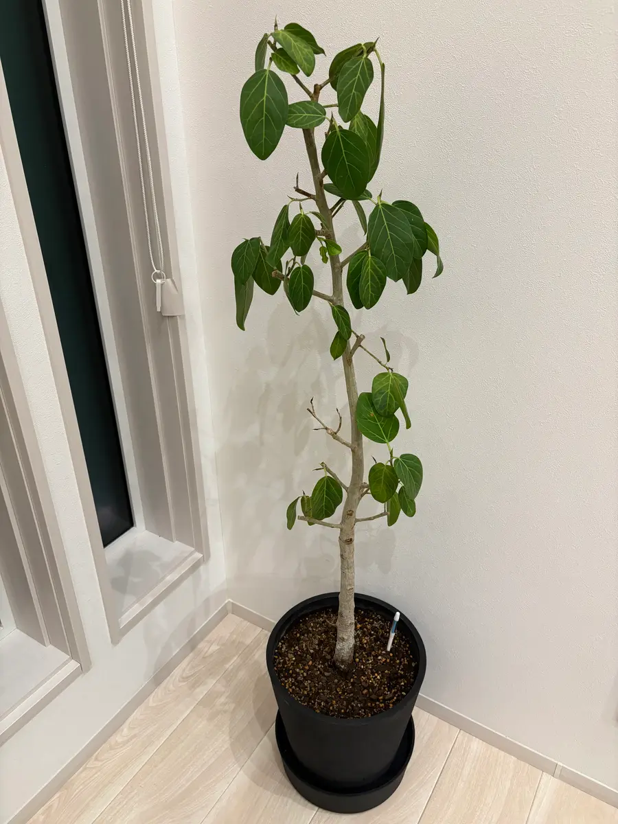 フィカスベンガレンシス根腐れについて】観葉植物初心者です｜園芸