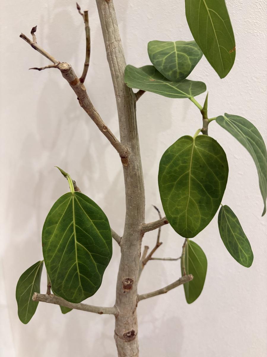 フィカスベンガレンシス根腐れについて】観葉植物初心者です...｜園芸 