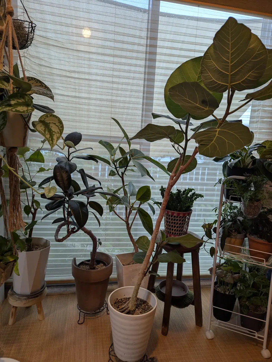 フィカスオーリキュータエベレストをホームセンターより購入し