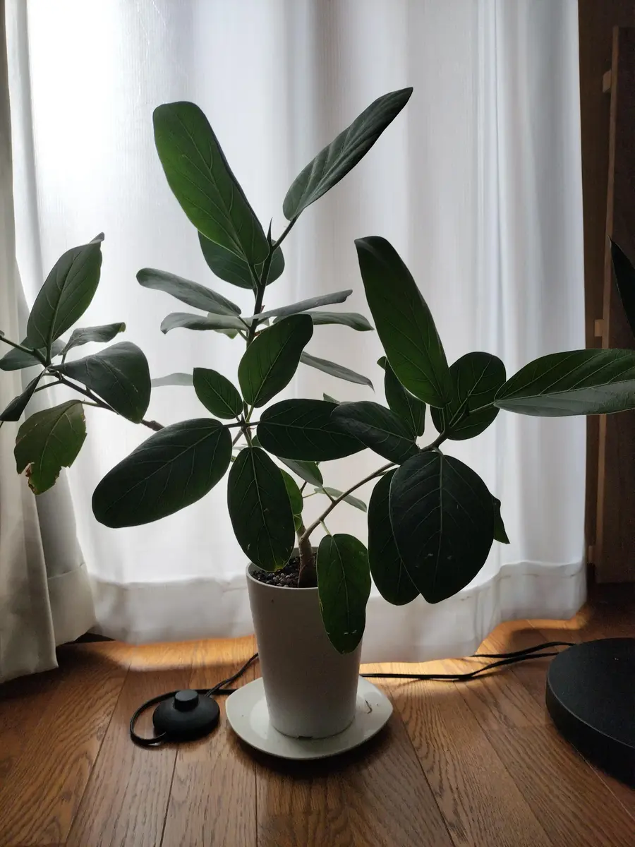 フィカスベンガレンシス フィカス・ベンガレンシス S | 観葉植物の通販 AND PLANTS