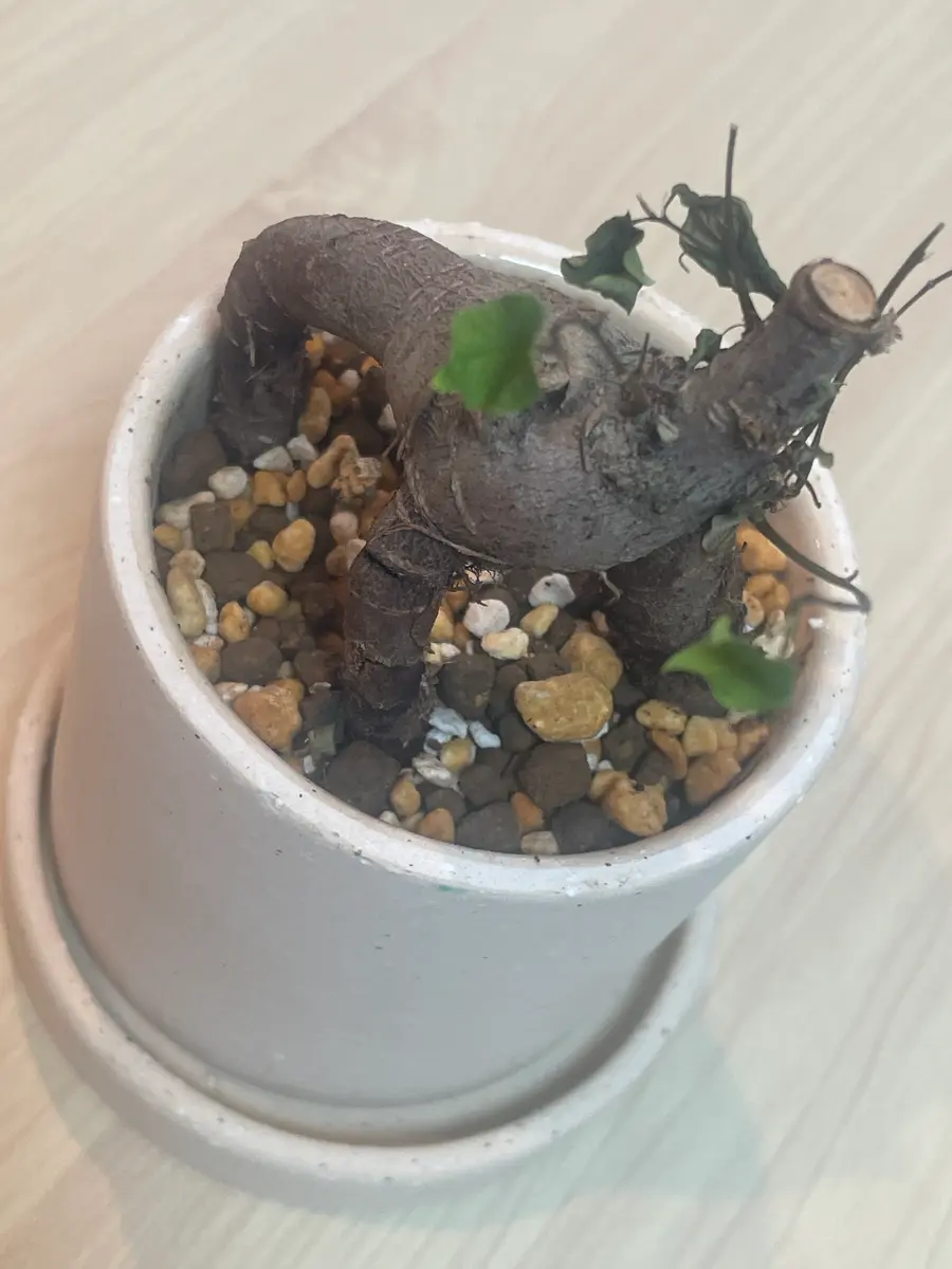 一ヶ月前程前（7月）に購入したガジュマルくんです。育てやす｜園芸