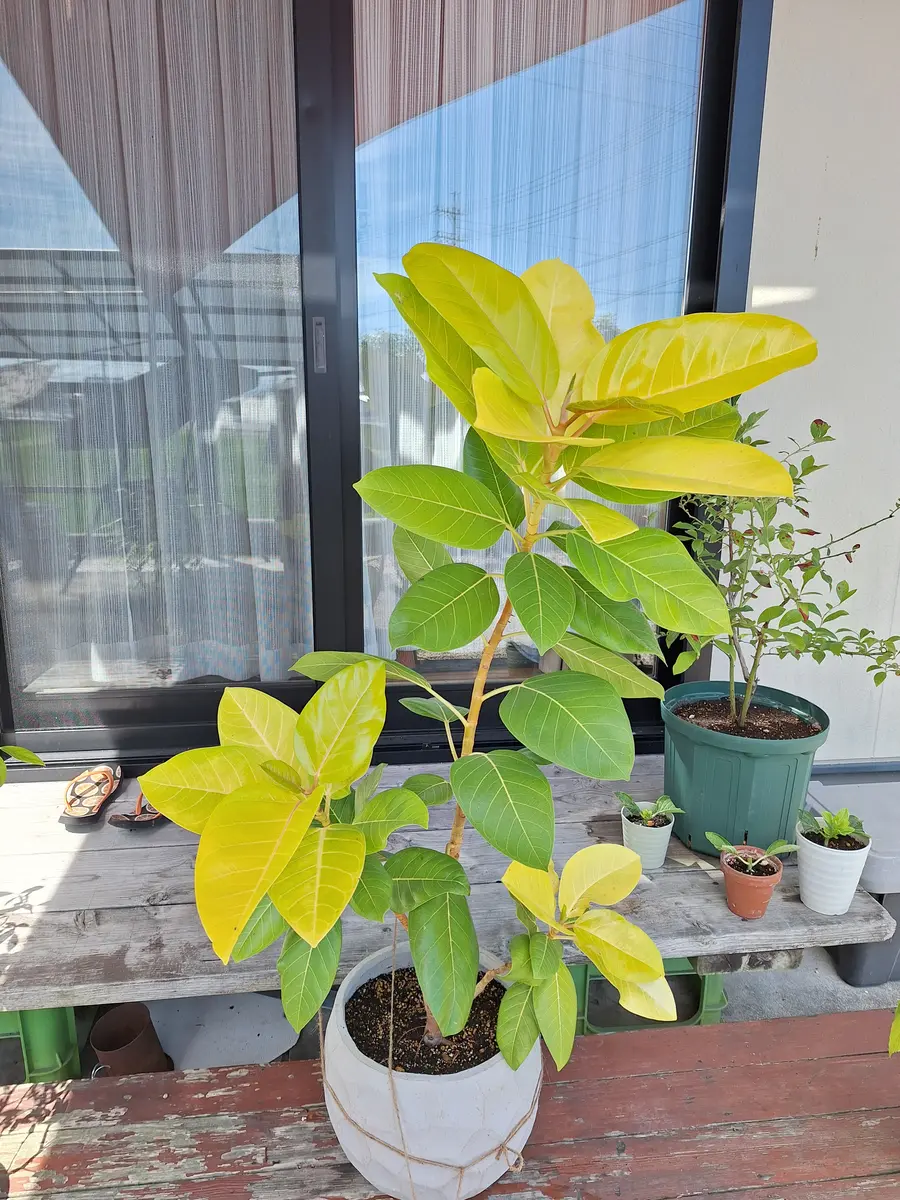 こんにちは1ヶ月位前から屋外にだしているゴムの木です写真の|園芸 こんにちは1ヶ月位前から屋外にだしているゴムの木です写真の|園芸