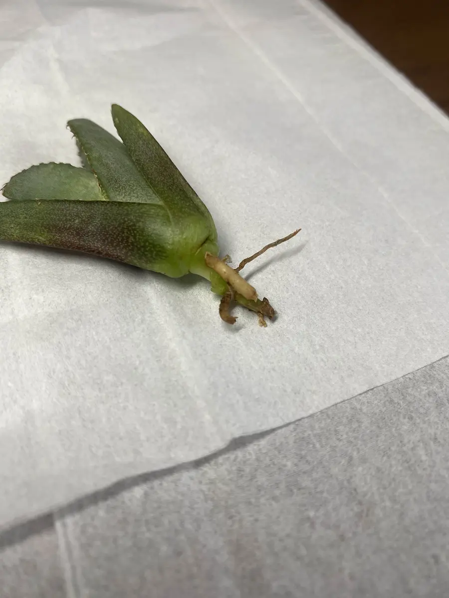 アガベの小株の発根に関してご教示ください。観葉植物事態を今