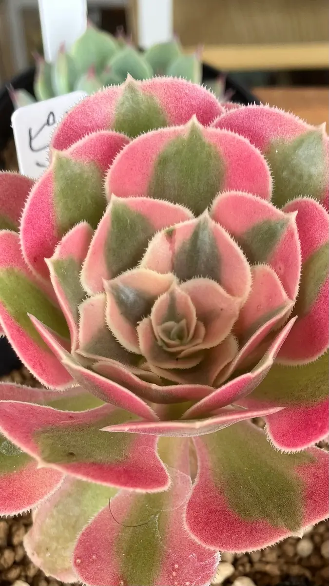 この多肉植物の名前わかりますか?帰省先の店先に置いてあり この多肉植物の名前わかりますか?帰省先の店先に置いてあり