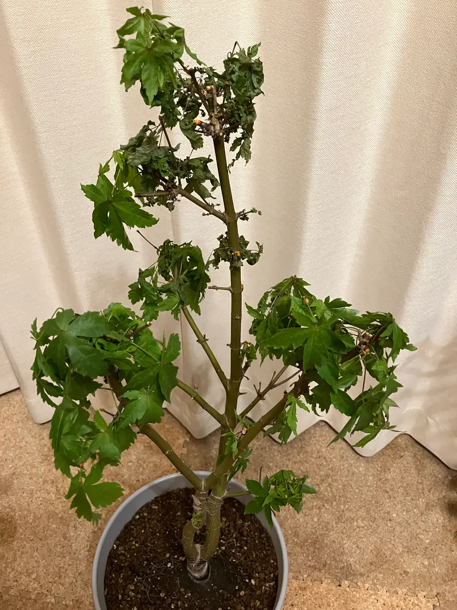 No.42 もみじ根上がり モミジ（大） もみじ 大きな根張り 紅葉 盆栽