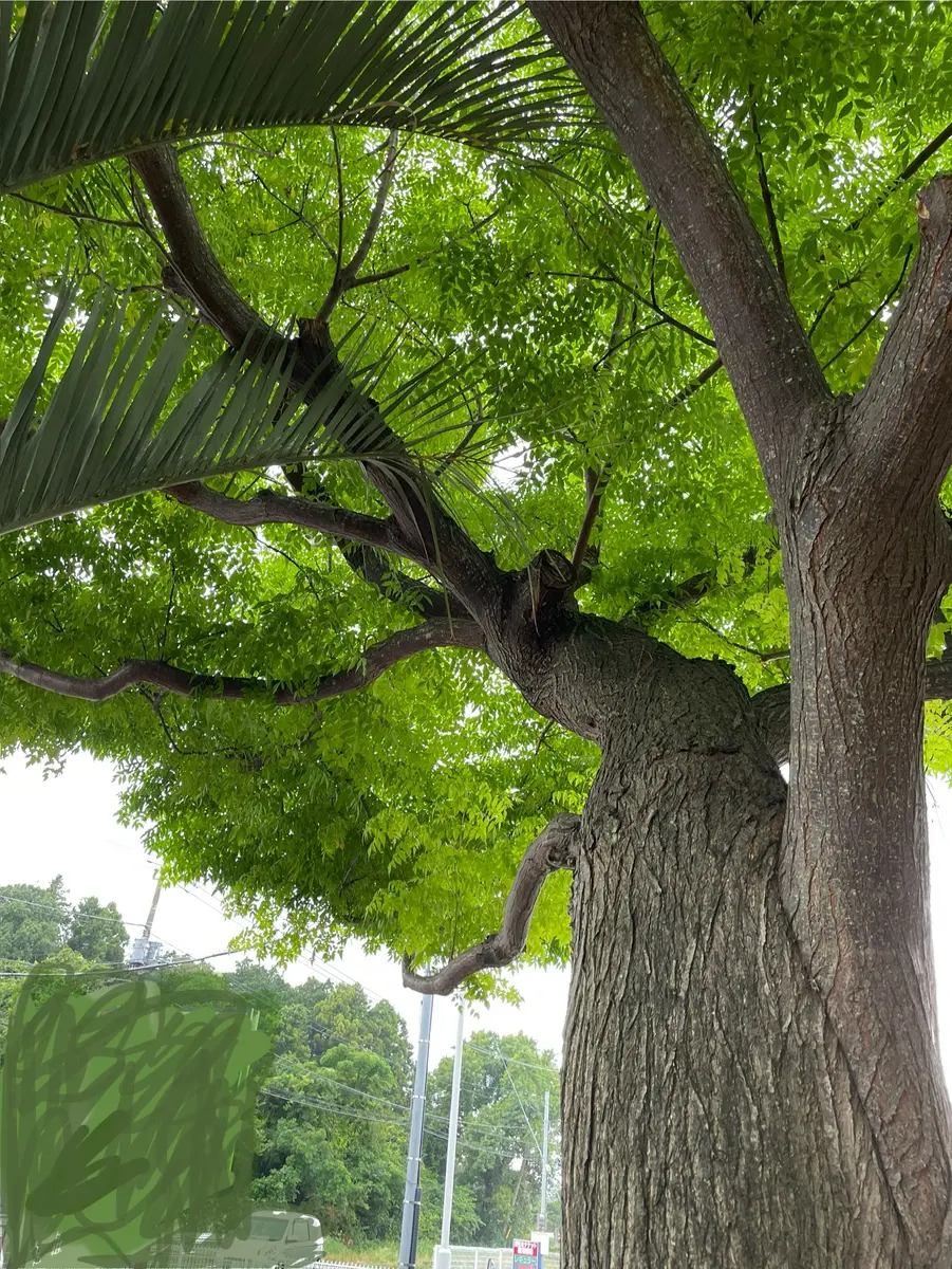 木の名前 写真から