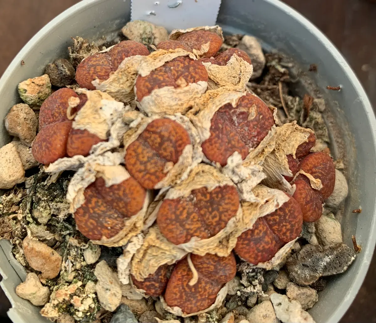 コノフィツムの小型種（ペルシダムとブラバムノビキウム）につ