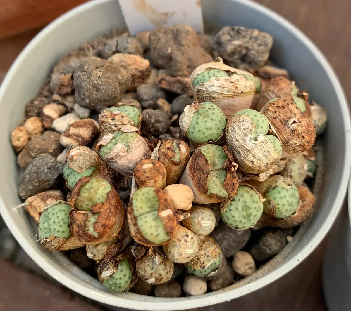 コノフィツムの小型種（ペルシダムとブラバムノビキウム）につ