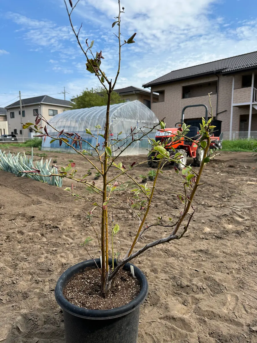 ブルーベリー二十本ほど、鉢植え栽培していますが、一本だけ半 ブルーベリー二十本ほど、鉢植え栽培していますが、一本だけ半