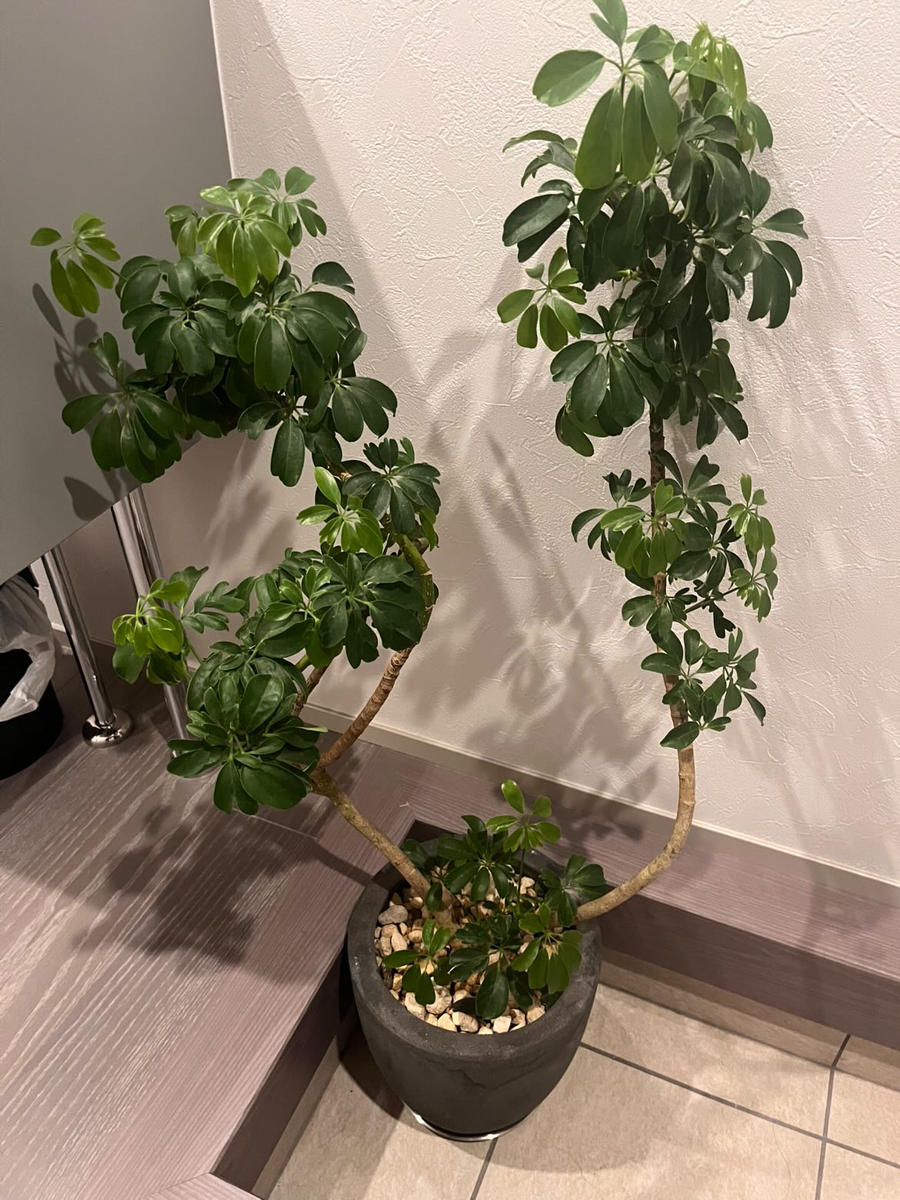 植物の名前はわかりませんが、、、4月にプレゼントでいただき...｜園芸 