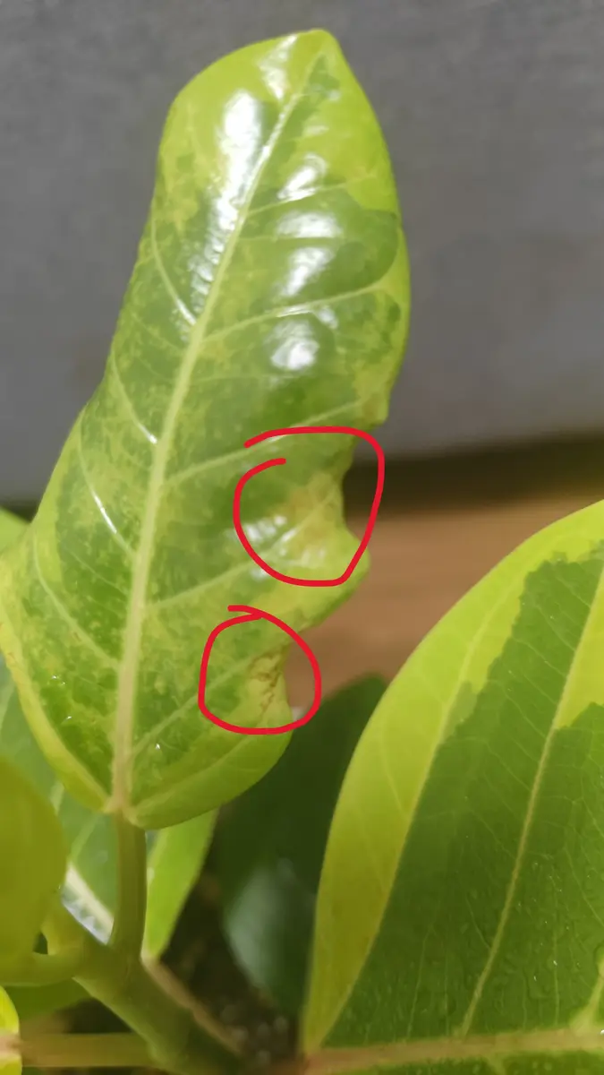 フィカス・アルテシマの葉っぱが異変挿し木苗を育てって1ヶ｜園芸