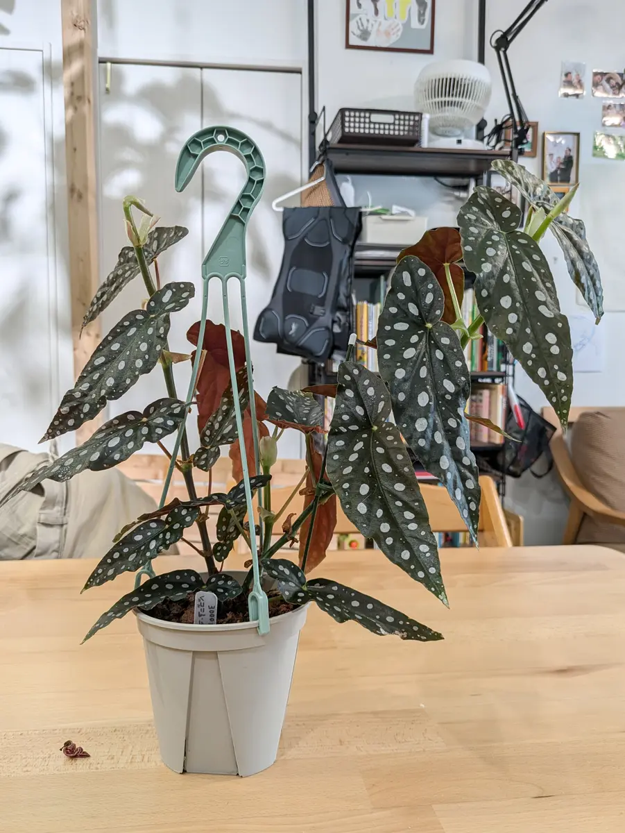 ベゴニアマクラータの新葉が大きくなる前にポロリと落ちるのが3