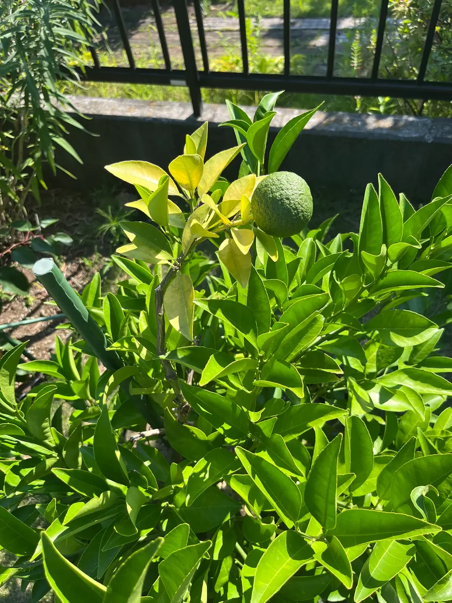 甘夏蜜柑苗木 実が沢山付き 特大株 果樹 甘夏蜜柑苗木 実