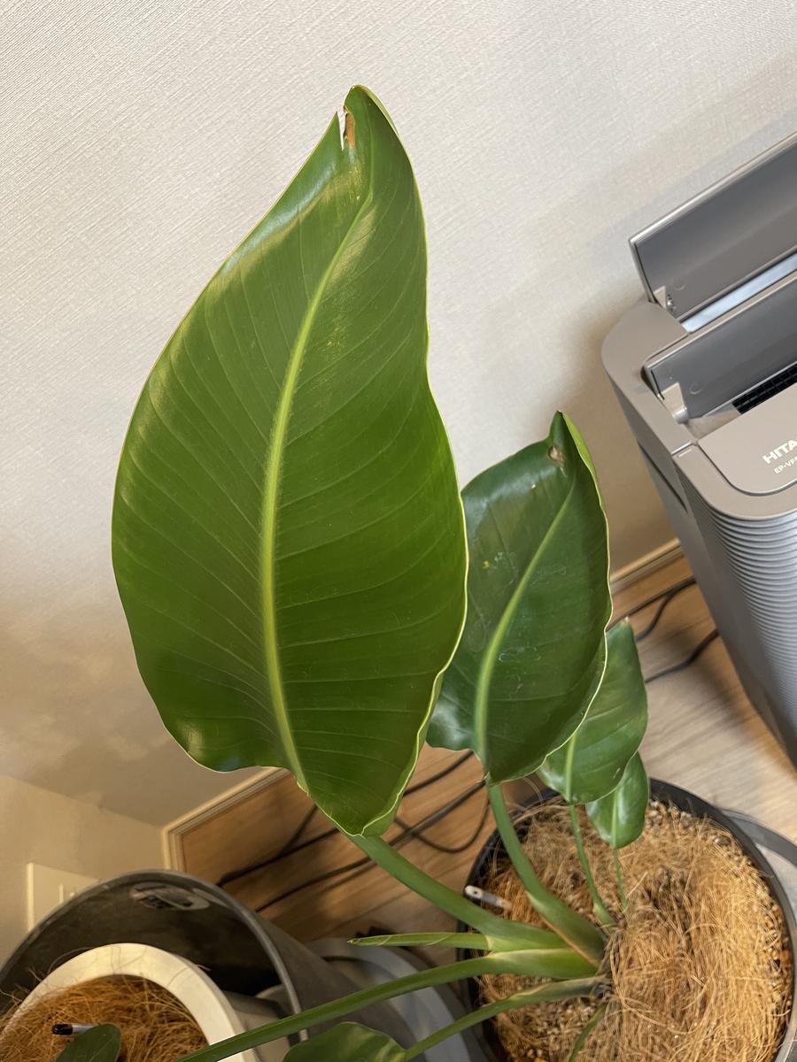 オーガスタの葉っぱの端が、少しだけ茶色になっています。真夏 