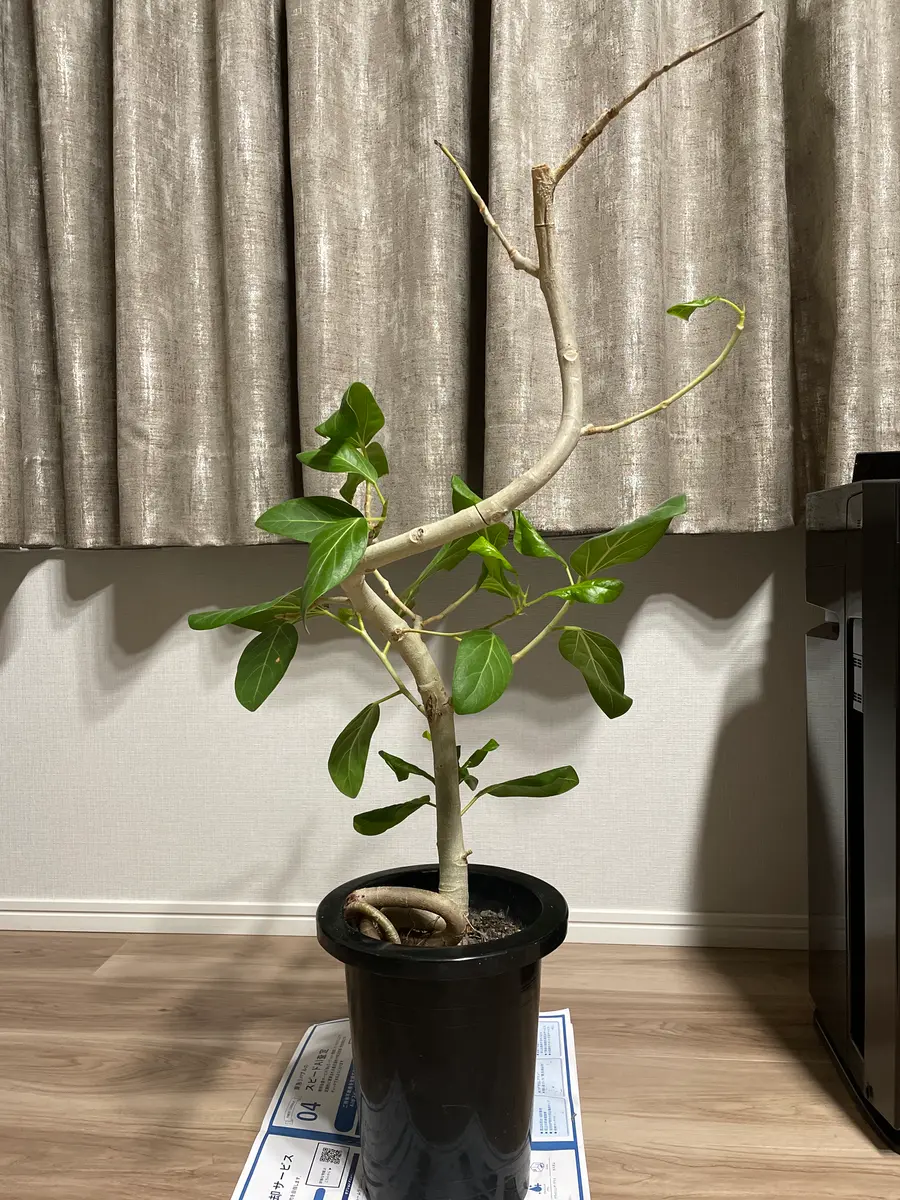 フィカス 観葉植物 ねじれた幹 フィカス 観葉植物 ねじれた幹 【観葉植物】フィカス