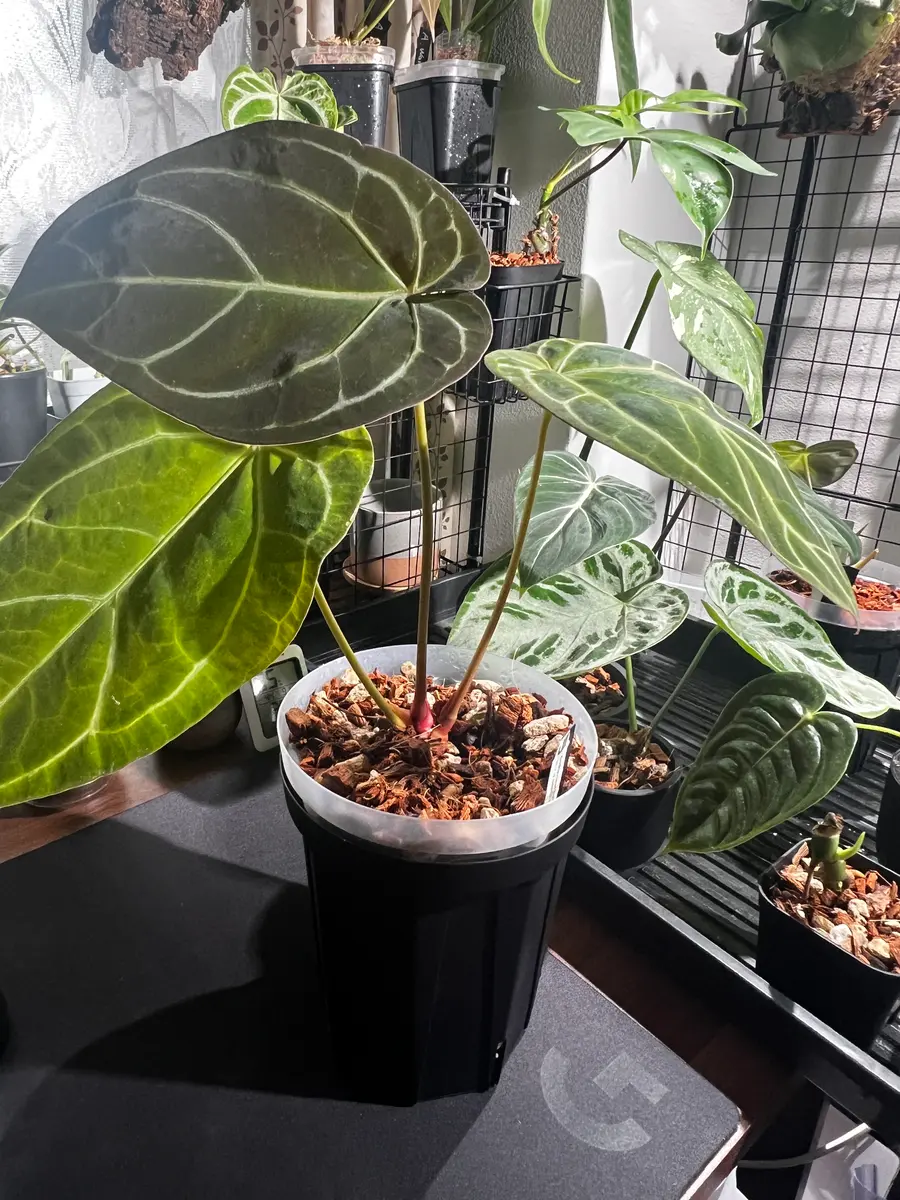 アンスリウム(原種ハイブリット)の株分けについて質問です。2｜園芸