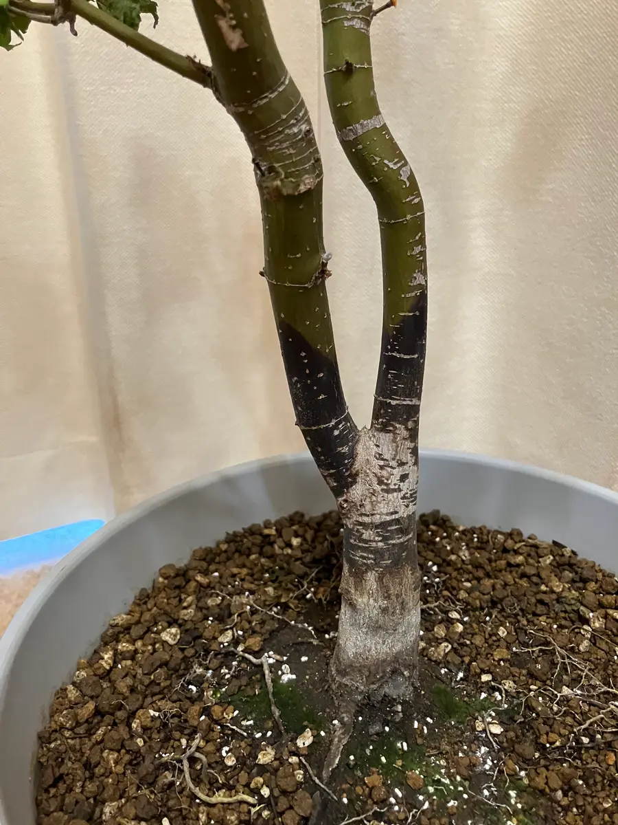 鉢植えもみじの株元から2つに分かれた辺りから上が黒くなり、最
