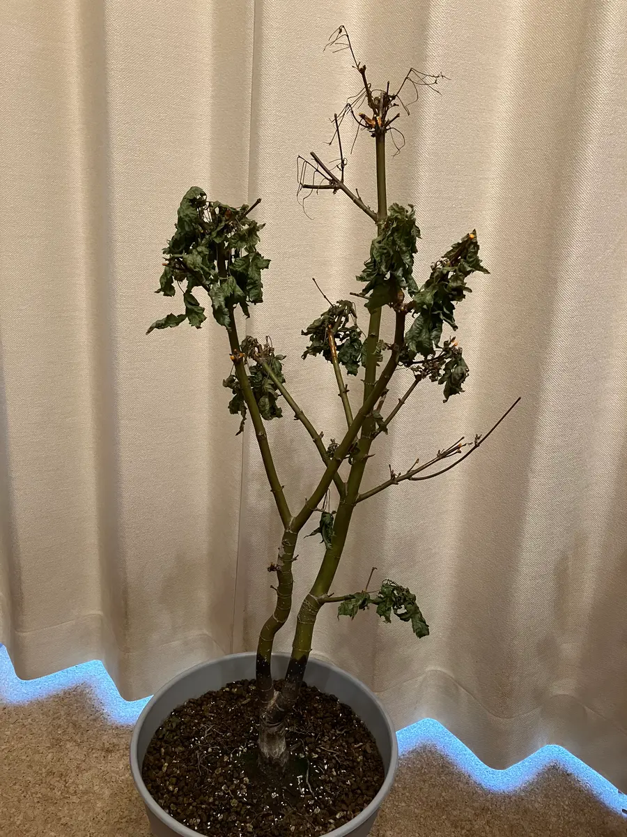 鉢植えもみじの株元から2つに分かれた辺りから上が黒くなり、最