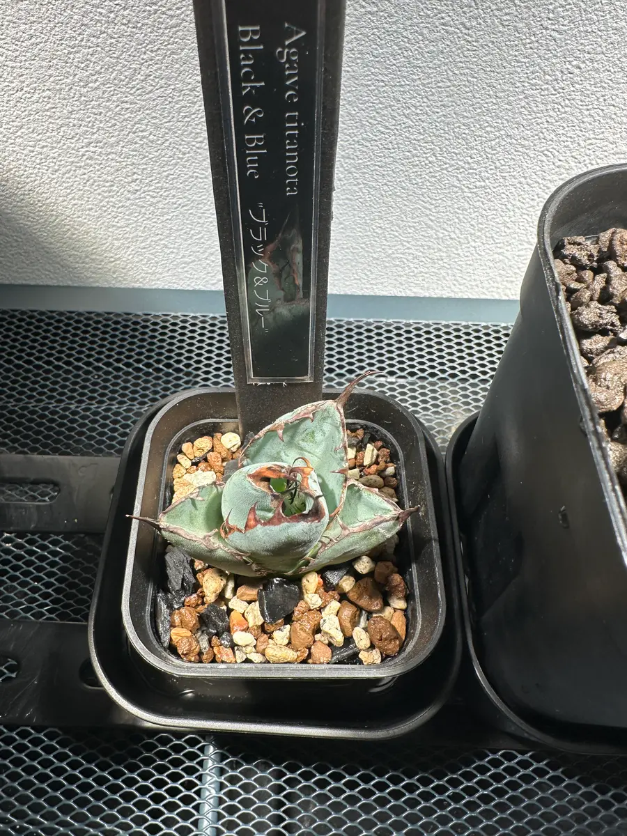 アガベの発根管理について。一カ月ほど前に子株を購入して土耕