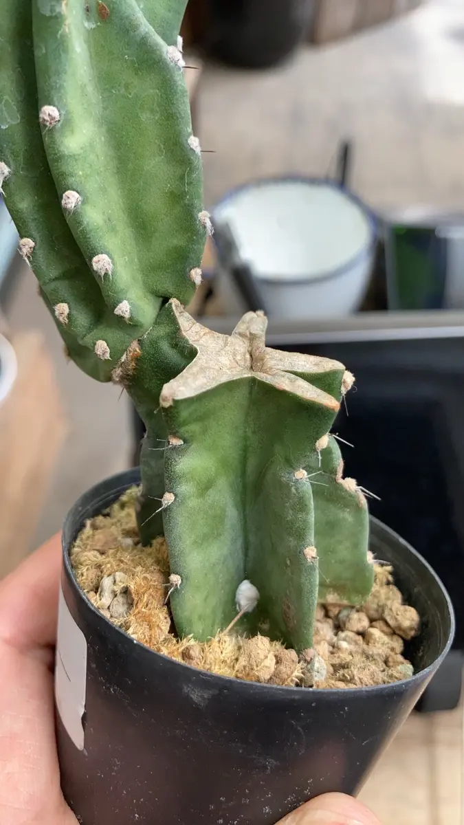 柱サボテン 棘無し 鬼面角 ブランチ 9月16日 柱サボテン ブランチ 33