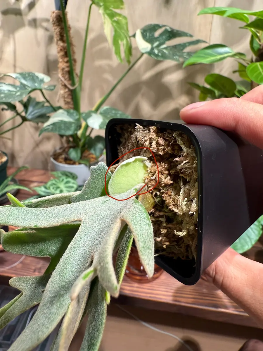 ビカクシダ質問用 ビカクシダ質問用