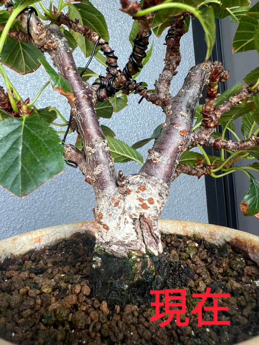 桜盆栽の幹の白いところが年々増えてきて気になっています。こ