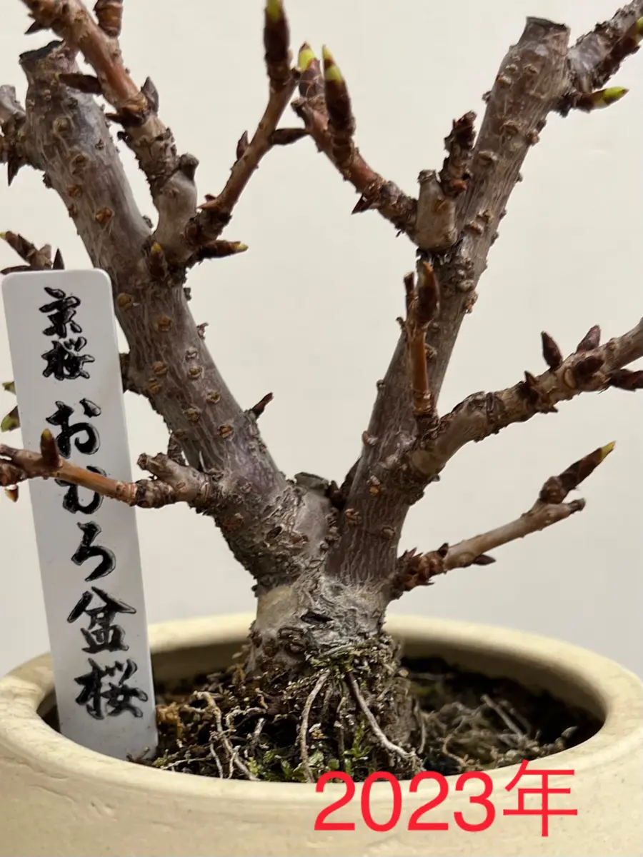 桜盆栽の幹の白いところが年々増えてきて気になっています。こ