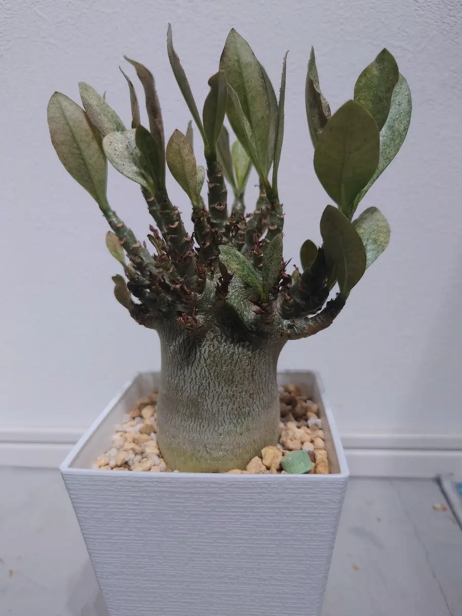 初めての塊根植物を購入したのですがアデニウム・アラビカム