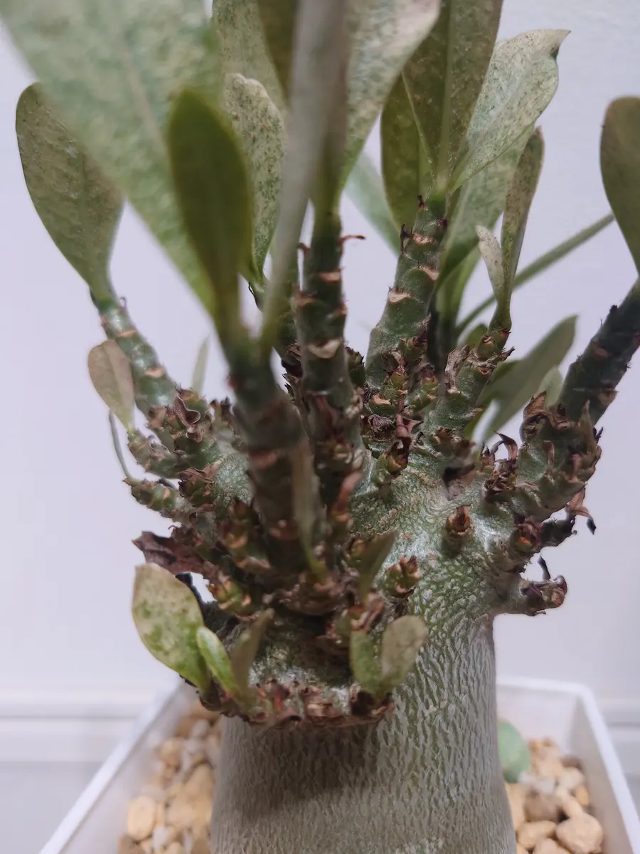 初めての塊根植物を購入したのですがアデニウム・アラビカム